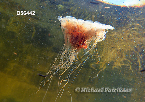 Lion's Mane Jellyfish (Cyanea capillata)